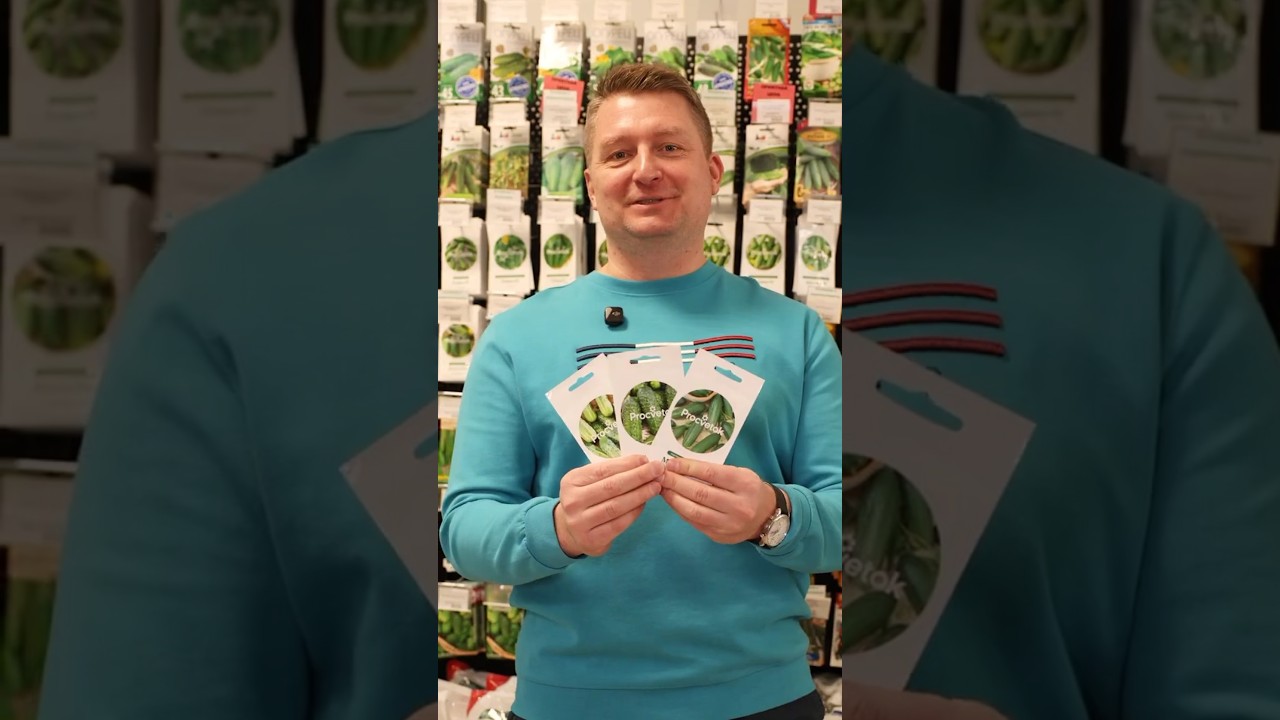 Эти огурцы идеальны для заготовок! Хрустящие, сочные, с ярким огуречным вкусом!