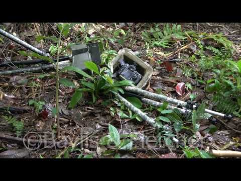 DSLR destroyed by elephant, lowland rainforest, Malaysia. 20210327_085731.uhd