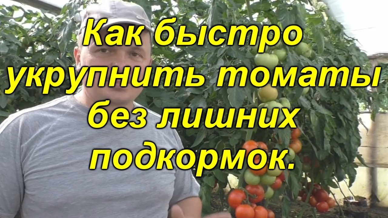Помидоры будут крупными и без лишних подкормок!