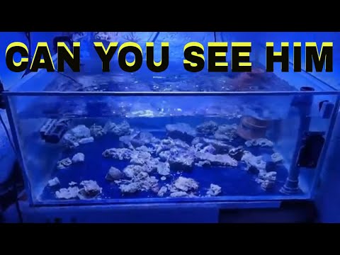 Welsh Rockpool Aquarium Setup: Practical Tips & Guide
