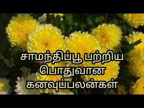 Common dream meanings of marigold flower | samanthi poovai kanavil kandal | chrysanthemums in dream