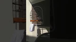 CURIO LUA  DE MEL