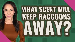 What scent will keep raccoons away?