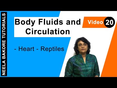Body Fluids and Circulation | NEET | Heart - Reptiles | Neela Bakore Tutorials