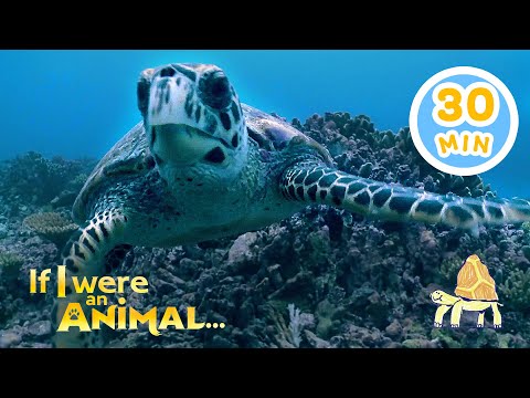 If I Were a Turtle... | Chicky's Playhouse | Kids Cartoons Collection