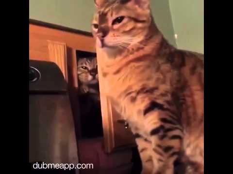 #dubme #VoiceOver - Hood Cats - Vine