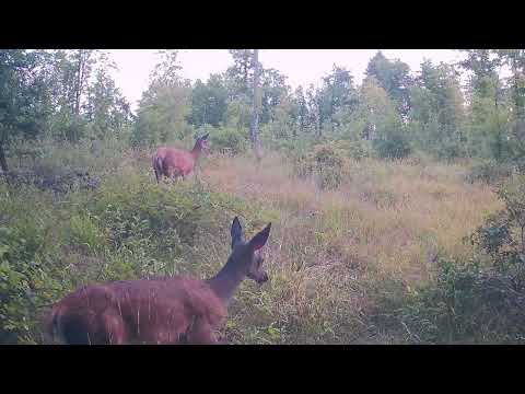 Sur les terres de Bourgogne Ep 3 #animauxsauvages #wildlife #trailcam #biche
