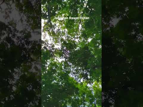 UB Forest #hutanlestarimasyarakatsejahtera #rimbawan