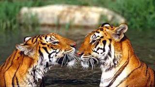 Mother nature (Wumpscut   Scavenger )