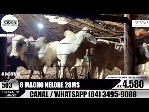 Leilão de gado em Goiatuba Goiás,  15/08/2026 - Mata Preta  Leilões - 14:30 Hs