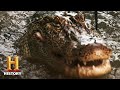Swamp People Willie Strikes A GATOR GOLD MINE Season 12 History