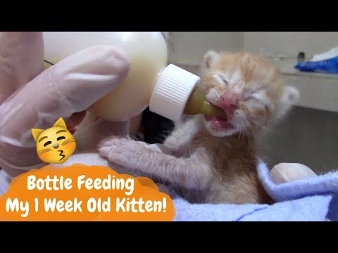 How I Bottle Feed My 1 Week Old Kitten!