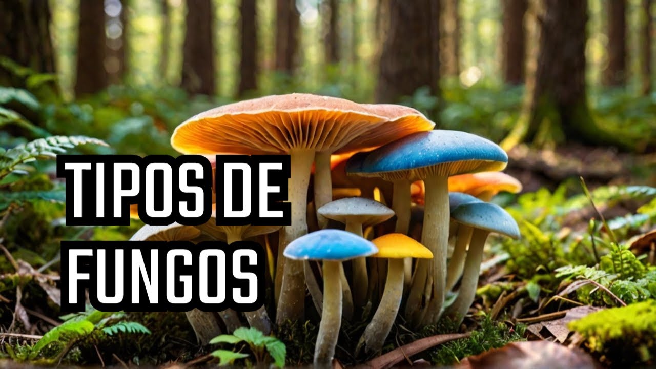 A Classificação dos Fungos: Entendendo sua Importância Ecológica 🌍🍄