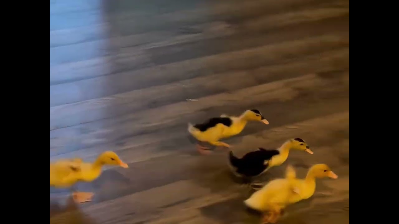 Ducklings Zoom Around House || ViralHog