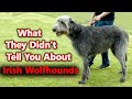 Everyone Told Me To Beware Of The Irish Wolfhound