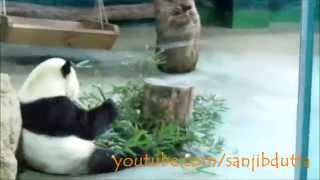 preview picture of video 'Giant pandas (大熊貓) @ Taipei Zoo (臺北市立動物園), Taiwan (臺灣)'