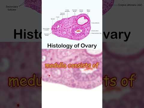 "Ovary Histology: Key Features and Essential Concepts"
