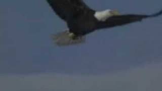 Fly Like An Eagle Steve Miller Band Video