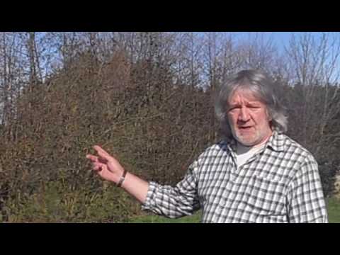 Trees and vegetable production: an integrated system