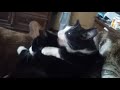 TUXEDO KITTY HUGS AND KISSES