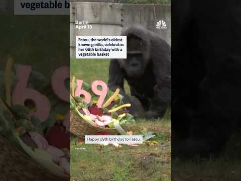 Fatou, the world's oldest known gorilla, celebrates her 69th birthday with a vegetable basket
