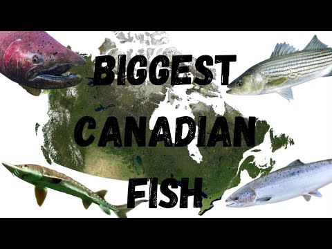 The Biggest Fish Caught In Every Canadian Province and territory (and location)