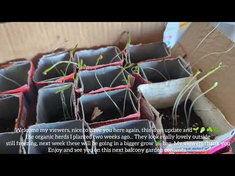 🇨🇦How I grow my own organic veggies & herbs in Canada + updates on the organic herds I planted🌱☘️🌿🥬