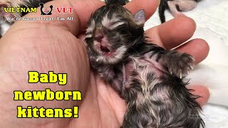 Saving mama cat and reviving her baby newborn kittens – A miracle came to the kittens