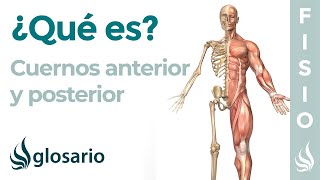 CUERNOS MENISCALES | Qué son, dónde se encuentran, cuál es su función y lesiones