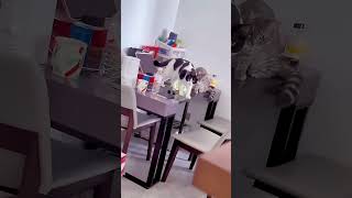 子猫、子猫たち、猫、猫たち、猫好き、猫好き、猫動画、猫動画、かわいい猫、かわいい猫、子猫、子猫、ペット好き、ペット好き、ガトス、面白い猫動画、ニャー、ニャー鳴き声、ニャーニャー、かわいい動物