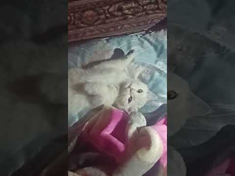 When Lucy Decides to Be Comfortable #lucylife #kitten #babylucy #cat 🐈😹