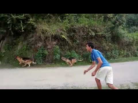 German Shepherd dogs warming up.