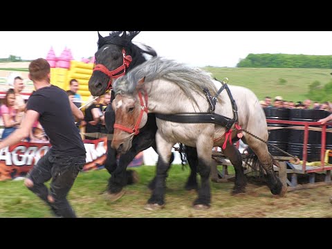 The stallion called Bulldozer, 2nd place at the Great Wedding Mr. Sorin Șoricelul Pop 2022