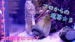 タツノオトシゴの飼育について、プロの方からのお返事をお伝えします☆彡