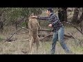 Man Punches Kangaroo