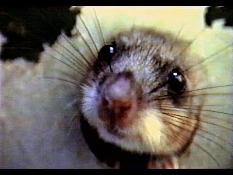 Weirdest sound ever - don't disturb a dormouse!