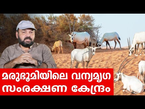 Sancharam | Oman 04 | Santhosh George Kulangara | Safari TV