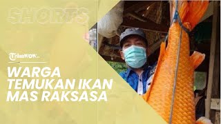 Warga Desa Cikamunding Digegerkan dengan Temuan Ikan Mas Raksasa di Situ Hiang