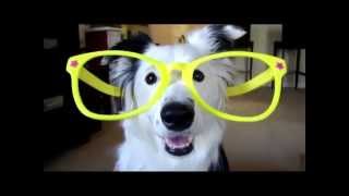 il legame chmico spiegato dai cani