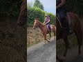 Vends gentil trotteur