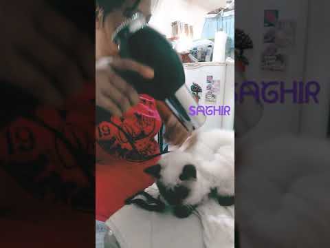 My Little Cat || Saghir