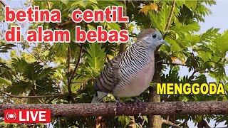 Download lagu Perkutut BETINA memanggil jantan dari alam bebas berani PUTAR nyaut mp3 Download lagu Perkutut BETINA memanggil jantan dari alam bebas berani PUTAR nyaut mp3