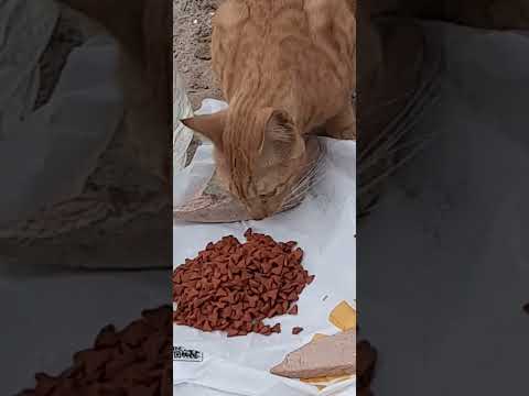 After my Medical mission my next Mission to feed stray cats❤❤😊#feedingstraycats