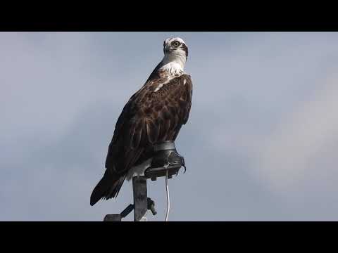Point Cartwright Ospreys