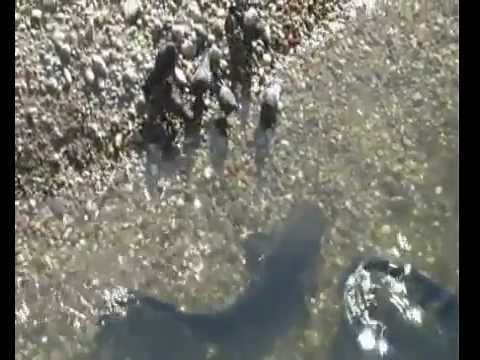 Kedi balığı güvercin avlarsa