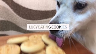 Dog Eating Cookies [Sound Dogs Love] [강아지가 좋아하는 소리]