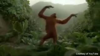 Download lagu ETA TERANGKANLAH PARODI GOYANG VERSI ORANG UTAN LUCU BANGET!!!! mp3 Download lagu ETA TERANGKANLAH PARODI GOYANG VERSI ORANG UTAN LUCU BANGET!!!! mp3