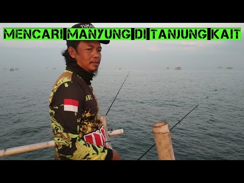 BERBURU MANYUNG DI BAGAN TANJUNG KAIT