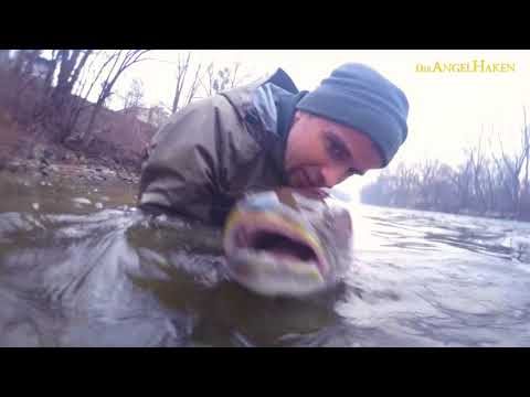 1,2 Meter Huchen im Drill & Release