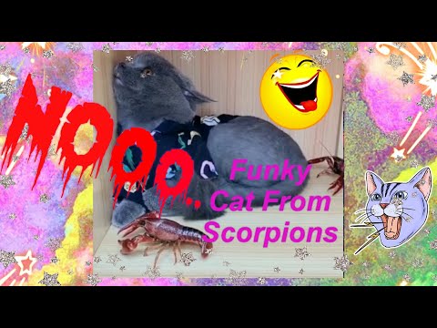 Funky Cat from Scorpions very funny video don't miss it